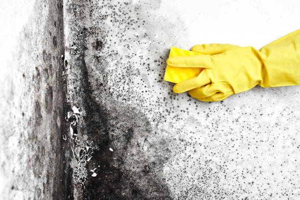 Crawl Space Mold Removal in Rockfish, NC