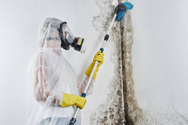 Best Mold Damage Repair  in Rockfish, NC