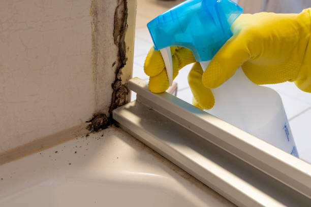 Best Affordable Mold Removal  in Rockfish, NC