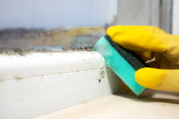 Best Best Mold Removal Companies  in Rockfish, NC
