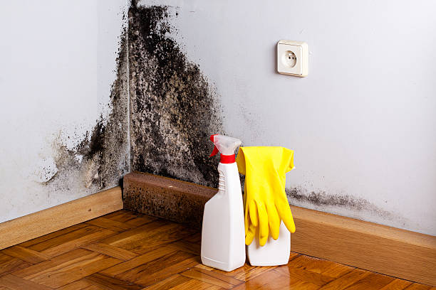 Best Residential Mold Removal  in Rockfish, NC