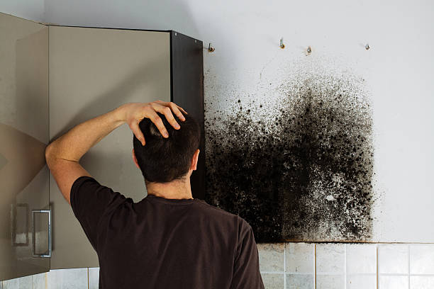Best Best Mold Removal Companies  in Rockfish, NC