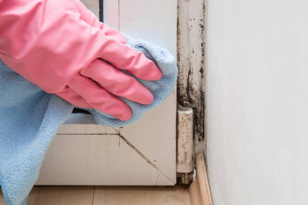Best Home Mold Removal  in Rockfish, NC