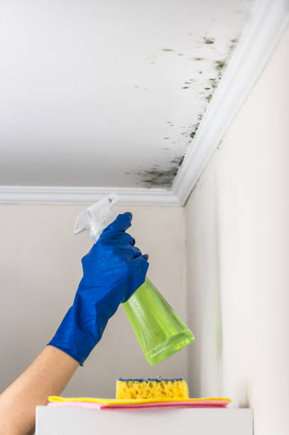 Best Office Mold Removal Services  in Rockfish, NC