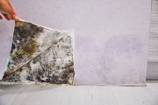 Best Mold Testing and Removal  in Rockfish, NC